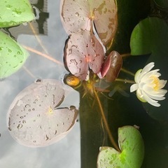 睡蓮の画像