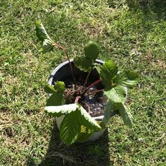 ワイルドストロベリー苗