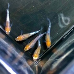 メダカ　凛華 トリオの画像