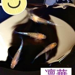 メダカ　凛華 トリオ