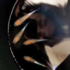 メダカ　凛華 トリオの画像