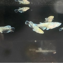 エメフィンマリアージュ　若魚トリオ