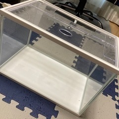 【決まりました】水槽とブクブクの画像