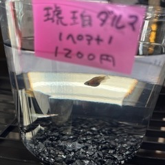 琥珀ダルマメダカ