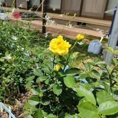 黄色い薔薇の挿し木苗…引き渡し者決定！