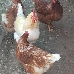 烏骨鶏とボリスブラウン。
