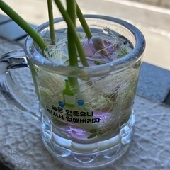 ウォーターコイン★ウォーターマッシュルーム★無農薬★メダカの隠れ家★ビオトープ★涼しいの画像