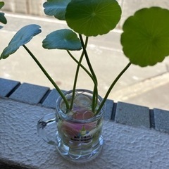 ウォーターコイン★ウォーターマッシュルーム★無農薬★メダカの隠れ家★ビオトープ★涼しいの画像