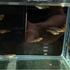 【五式タイプR炎】稚魚5匹の画像