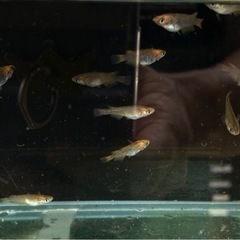 【五式タイプR炎】稚魚5匹