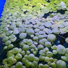🐸⑦🌿各種水草無料プレゼント ¥０円❣️