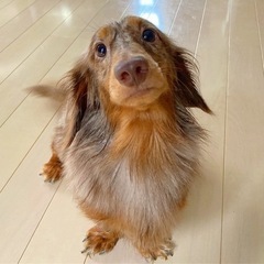 12月で3歳になるダックスフンドです