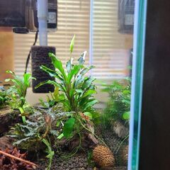 ブセファランド　グリーンベルベット水草