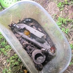 カブトムシ、クワガタ