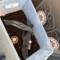 カブトムシ、クワガタの画像