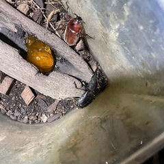 カブトムシ、クワガタの画像