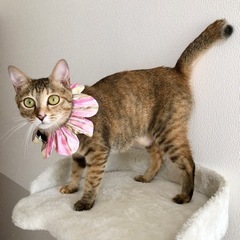 お目々ぱっちり！アイライン美形幼母猫♡琥珀ちゃん - 猫