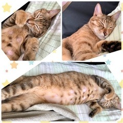 お目々ぱっちり！アイライン美形幼母猫♡琥珀ちゃん - 里親募集