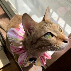 お目々ぱっちり！アイライン美形幼母猫♡琥珀ちゃん - 流山市