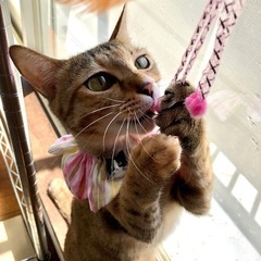 お目々ぱっちり！アイライン美形幼母猫♡琥珀ちゃん − 千葉県