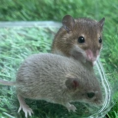 アフリカチビネズミ