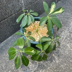 観葉植物　カポックの画像