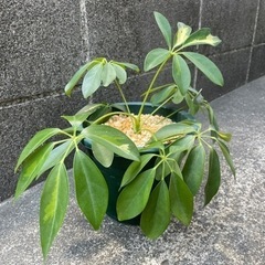 観葉植物　カポックの画像