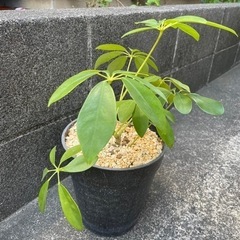 観葉植物　カポック