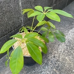 観葉植物　カポックの画像