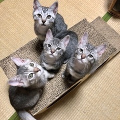 セピアカラー♡元気ハツラツな紅ちゃん2ヶ月 - 里親募集