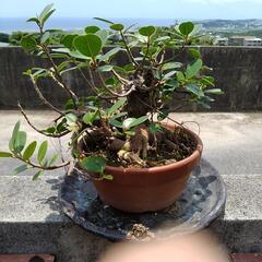 がじゅまる盆栽🌱