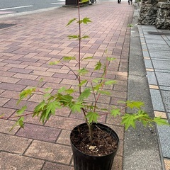 もみじの木の画像
