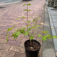 もみじの木の画像
