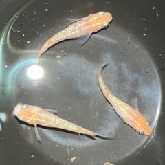 【めだか現物個体】月弓メダカ 3匹