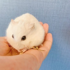 パールホワイト ♂ 1歳2ヶ月 里親募集