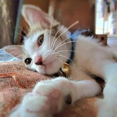 【里親様決定★】人も猫も遊びも大好き💓「べー」ちゃん♀