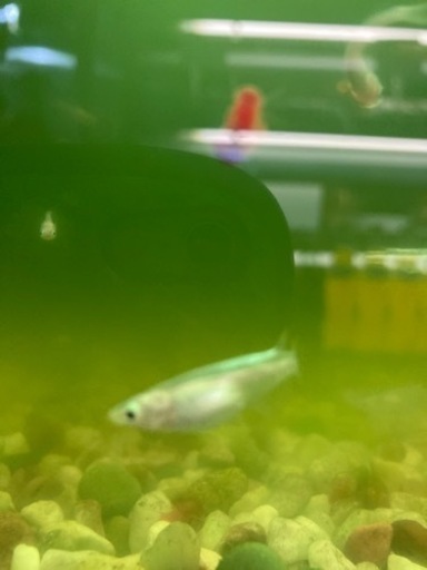 青蝶メダカ15匹