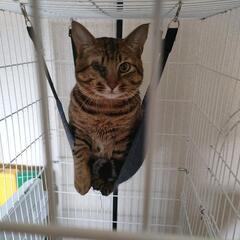 子供が猫アレルギー発症のため