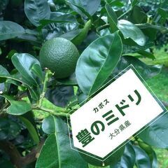 タカミヤカボスのかぼす “豊のミドリ”