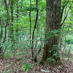 高山市　荘川ビレッジにある大自然に囲まれた別荘地をお譲りします − 岐阜県