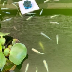 【初心者に】メダカの稚魚（1〜2cm前後　10匹50円）の画像