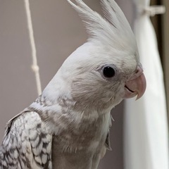 オカメインコ、ホワイトフェイスパールパイドが1人餌になりました。