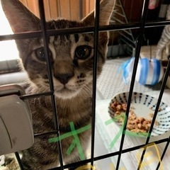 ３ヶ月のキジトラ⭐︎甘えん坊BOY♂