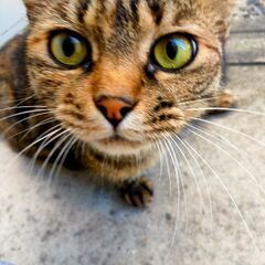 野良猫ちゃん − 岐阜県