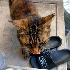 野良猫ちゃん - 猫