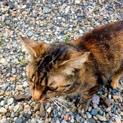 野良猫ちゃん