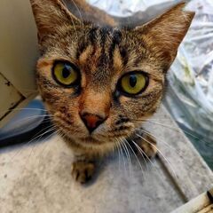 野良猫ちゃん - 大垣市