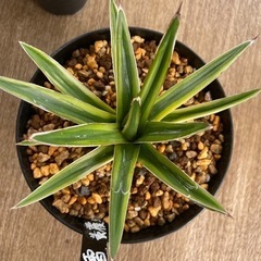 アガベ　笹の雪　黄覆輪