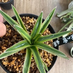 アガベ　笹の雪　黄覆輪の画像