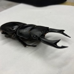 オオクワガタペア出品します。2022年7月初旬羽化。